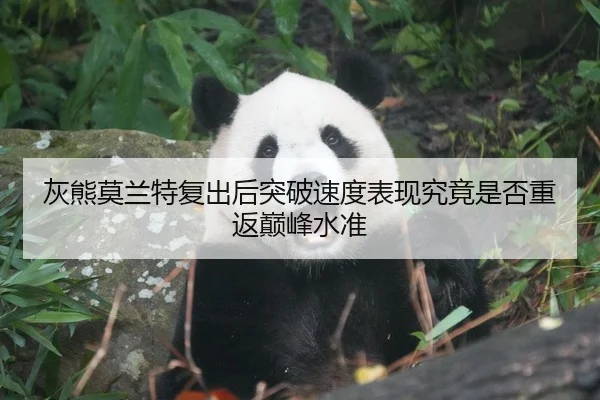灰熊莫兰特复出后突破速度表现究竟是否重返巅峰水准